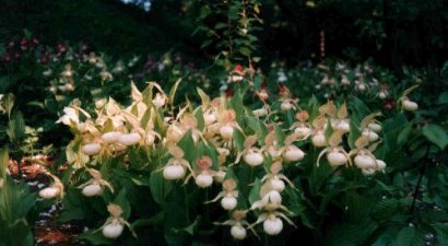 Cypripedium hybrids