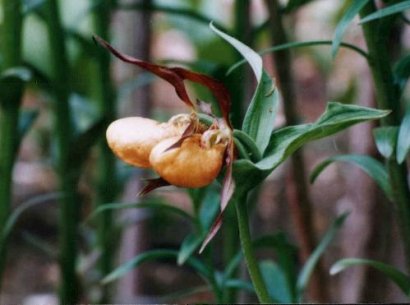 Cypripedium hybrids