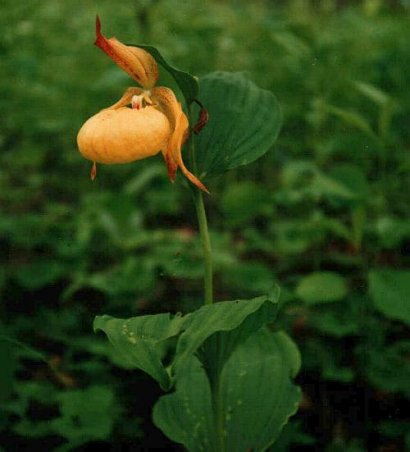 Cypripedium hybrids