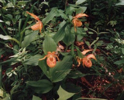 Cypripedium hybrids