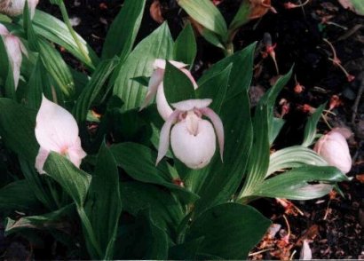 Cypripedium hybrids