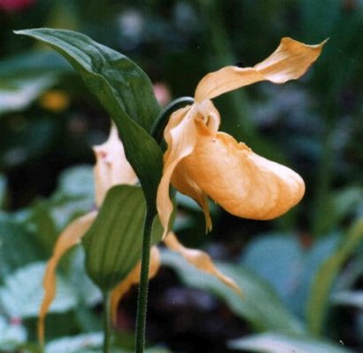 Cypripedium hybrids