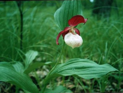 Cypripedium hybrids