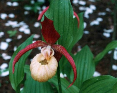 Cypripedium hybrids