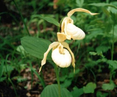 Cypripedium hybrids