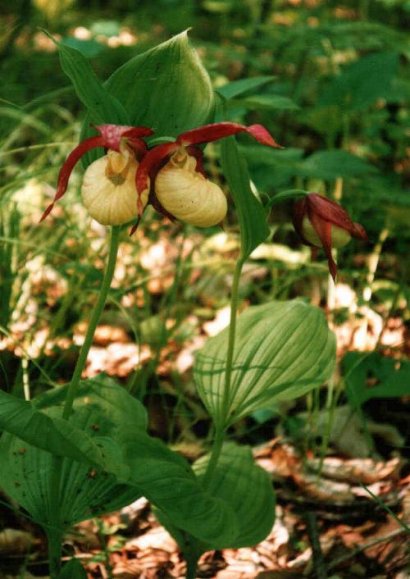 Cypripedium hybrids