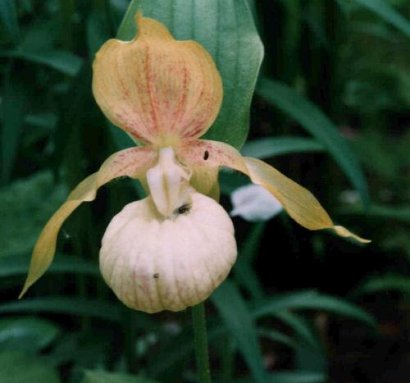 Cypripedium hybrids