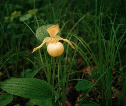 Cypripedium hybrids