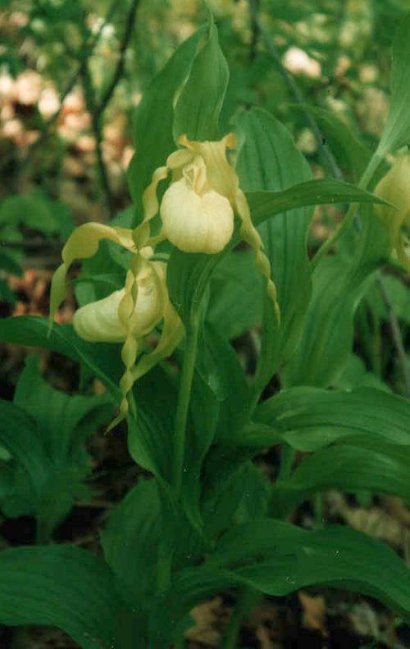 Cypripedium hybrids