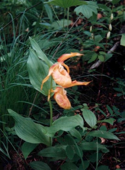 Cypripedium hybrids