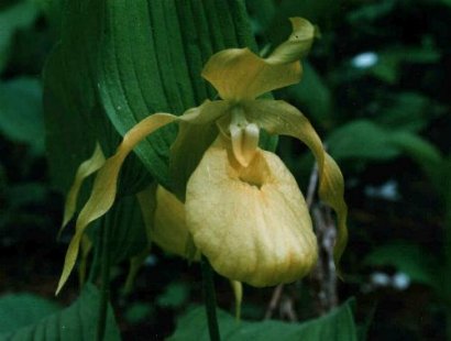 Cypripedium hybrids