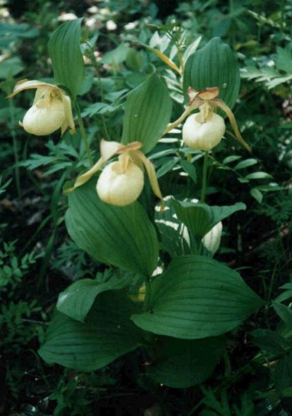 Cypripedium hybrids