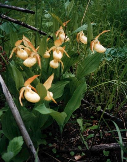 Cypripedium hybrids