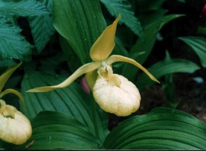 Cypripedium hybrids