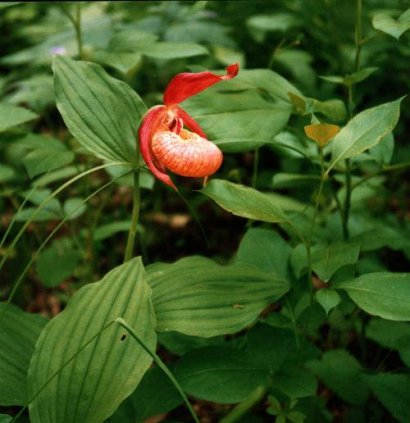 Cypripedium hybrids