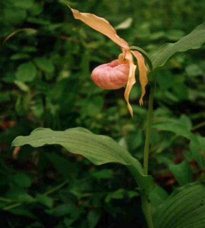 Cypripedium hybrids