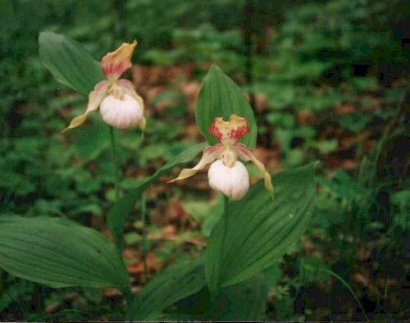 Cypripedium hybrids