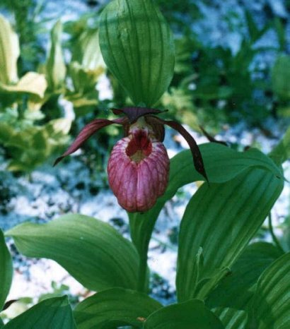 Cypripedium macranthum