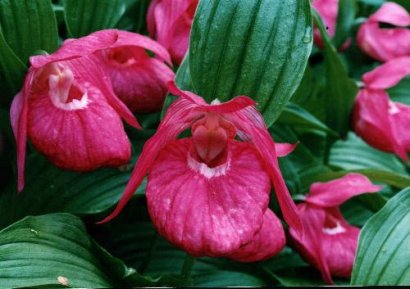 Cypripedium macranthum