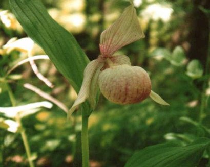 Cypripedium mandchuricum