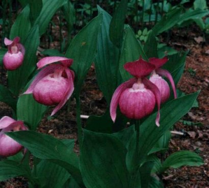 Cypripedium mandchuricum