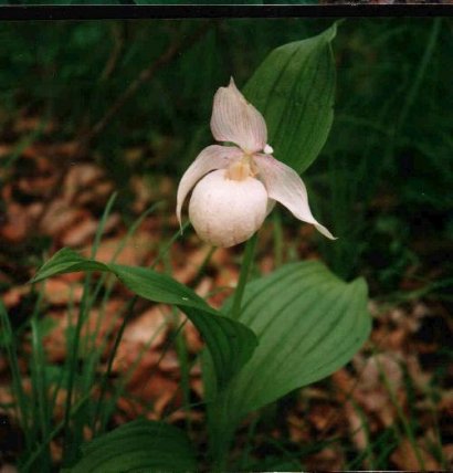 Cypripedium mandchuricum