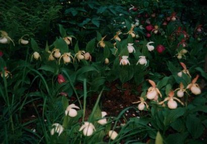 Cypripedium