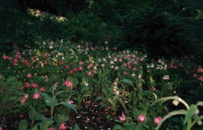 Cypripedium