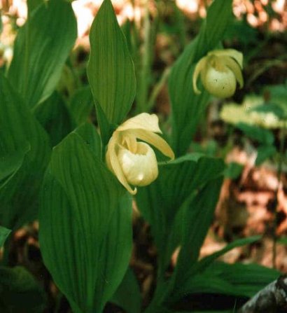 Cypripedium rebunense