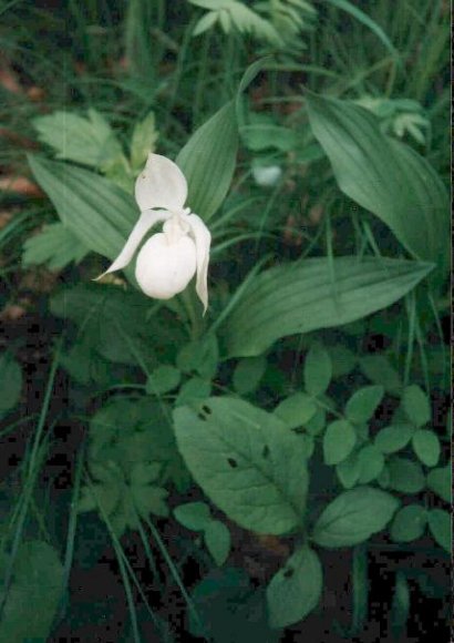 Cypripedium rebunense