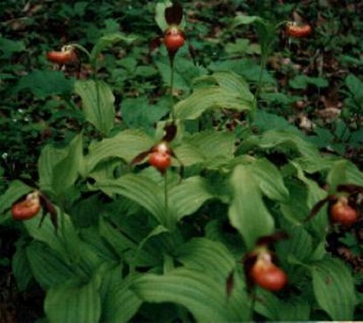 Cypripedium shanxiense