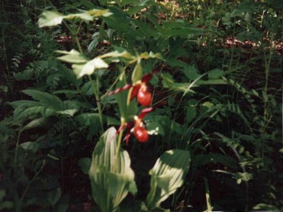 Cypripedium shanxiense