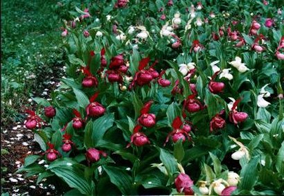 Cypripedium ventricosum