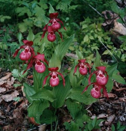 Cypripedium ventricosum