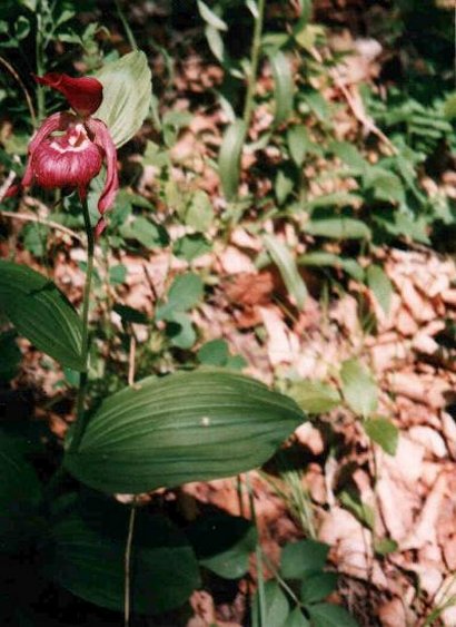 Cypripedium ventricosum