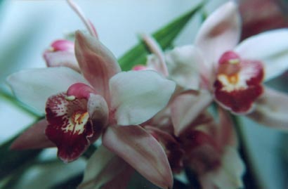 Cymbidium