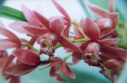 Cymbidium