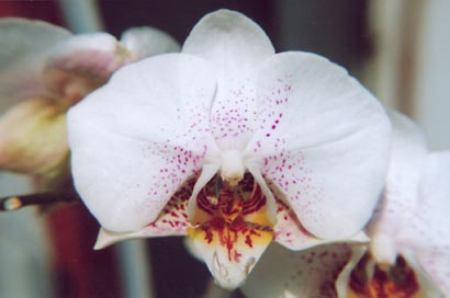 Phalaenopsis