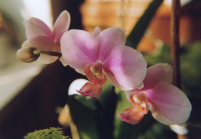 Phalaenopsis