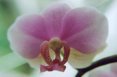 Phalaenopsis