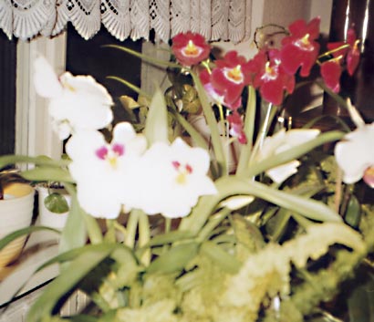 Miltonia