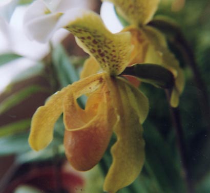 Paphiopedilum