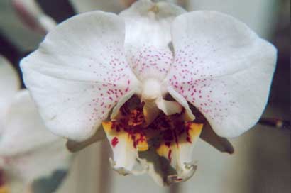 Phalaenopsis z podwjn wark!