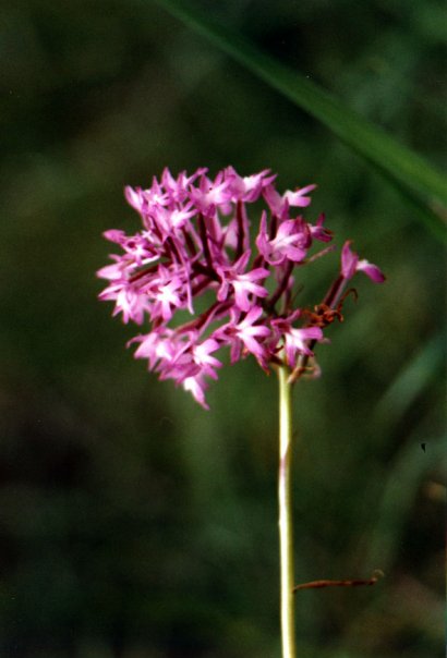 Anacamptis piramidalis