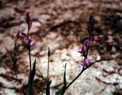 Cephalanhtera rubra