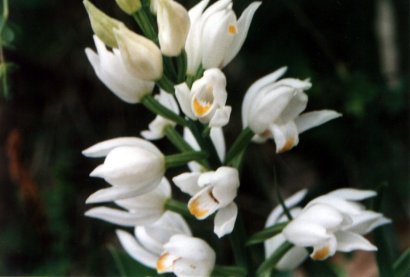 Cephalanthera longifolia