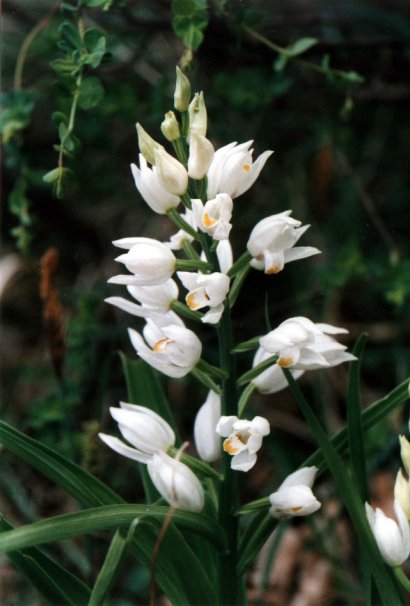 Cephalanthera longifolia