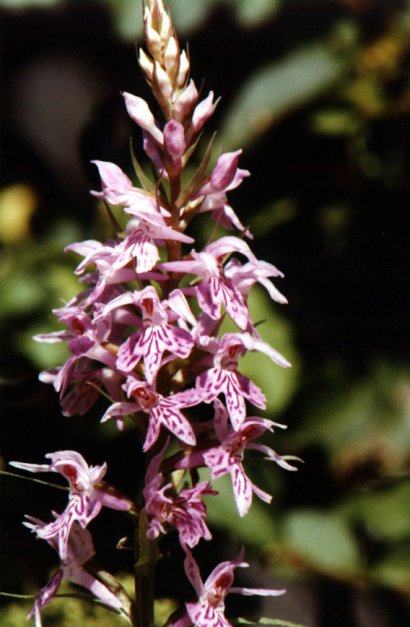 Dactylorhiza maculata