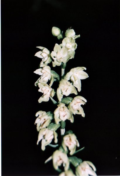 Epipactis flaminia