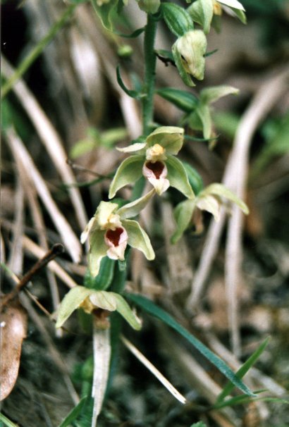 Epipactis helleborine